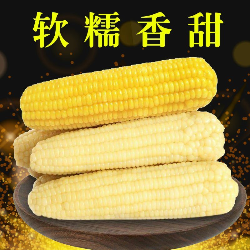 白玉米