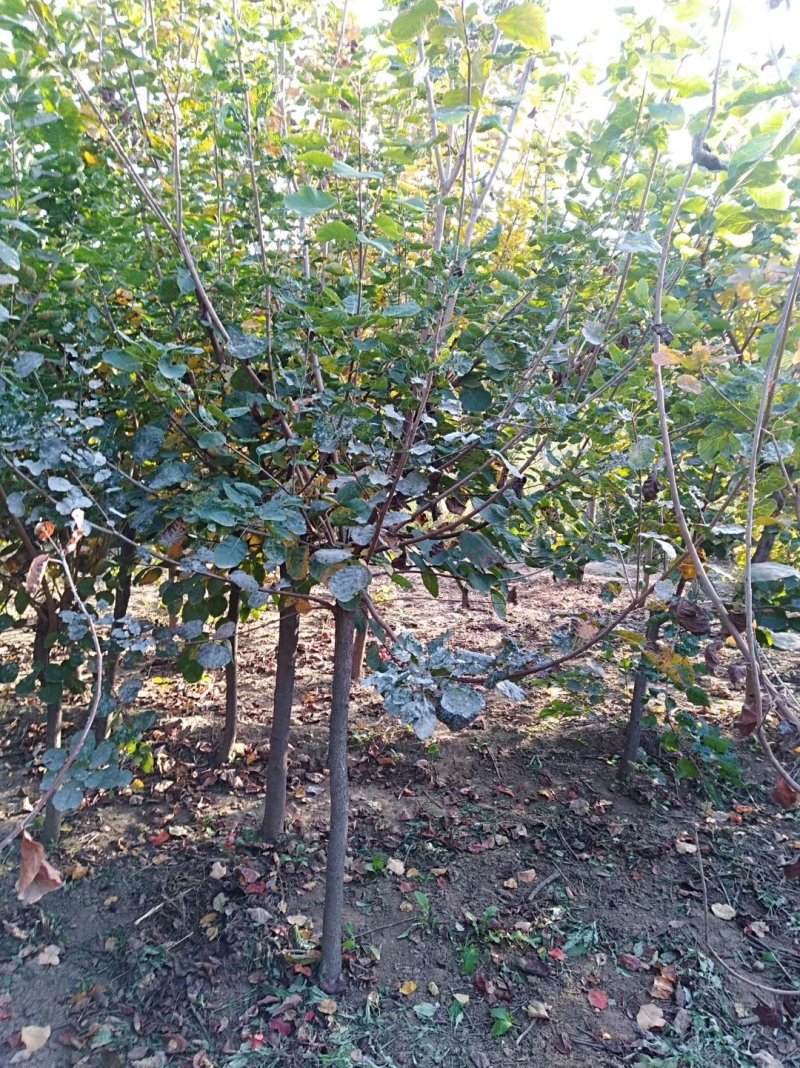 黄栌1-13公分黄栌树带土球开挖，大量现货供应可以实地考