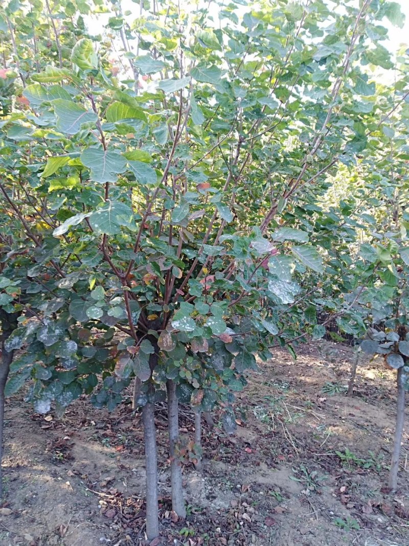 黄栌1-13公分黄栌树带土球开挖，大量现货供应可以实地考