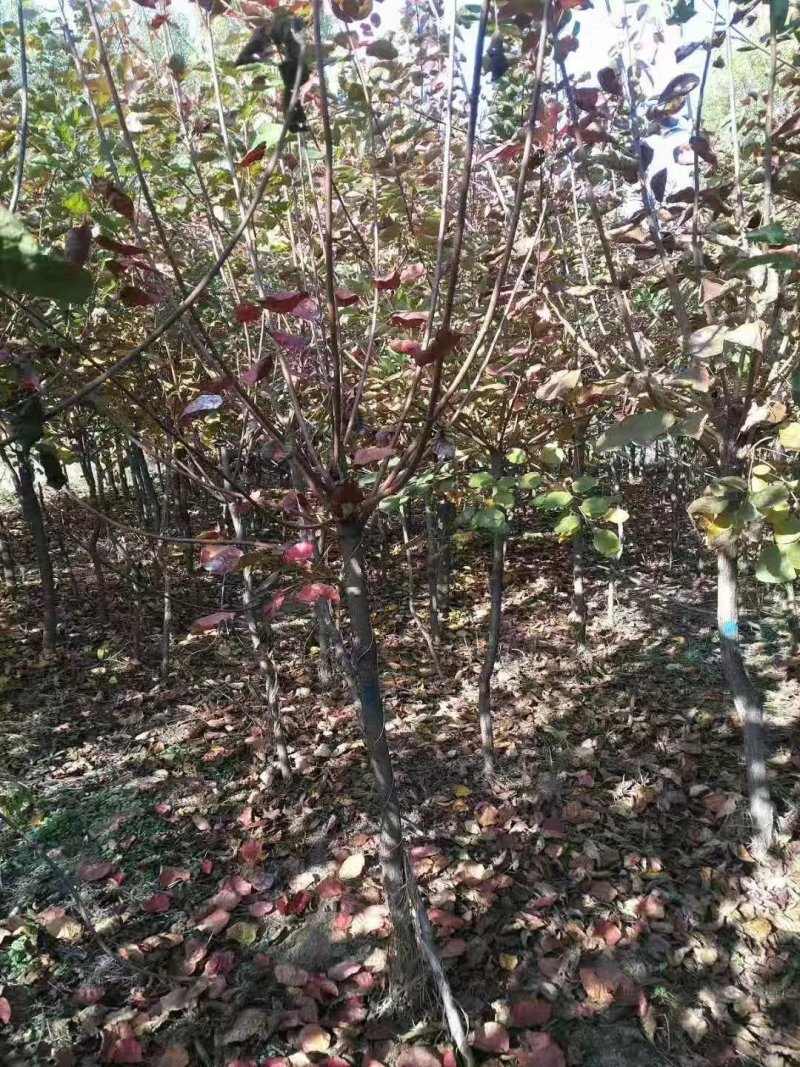 黄栌1-13公分黄栌树带土球开挖，大量现货供应可以实地考