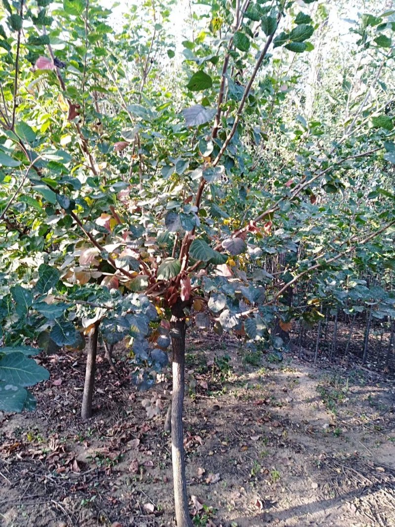 黄栌1-13公分黄栌树带土球开挖，大量现货供应可以实地考