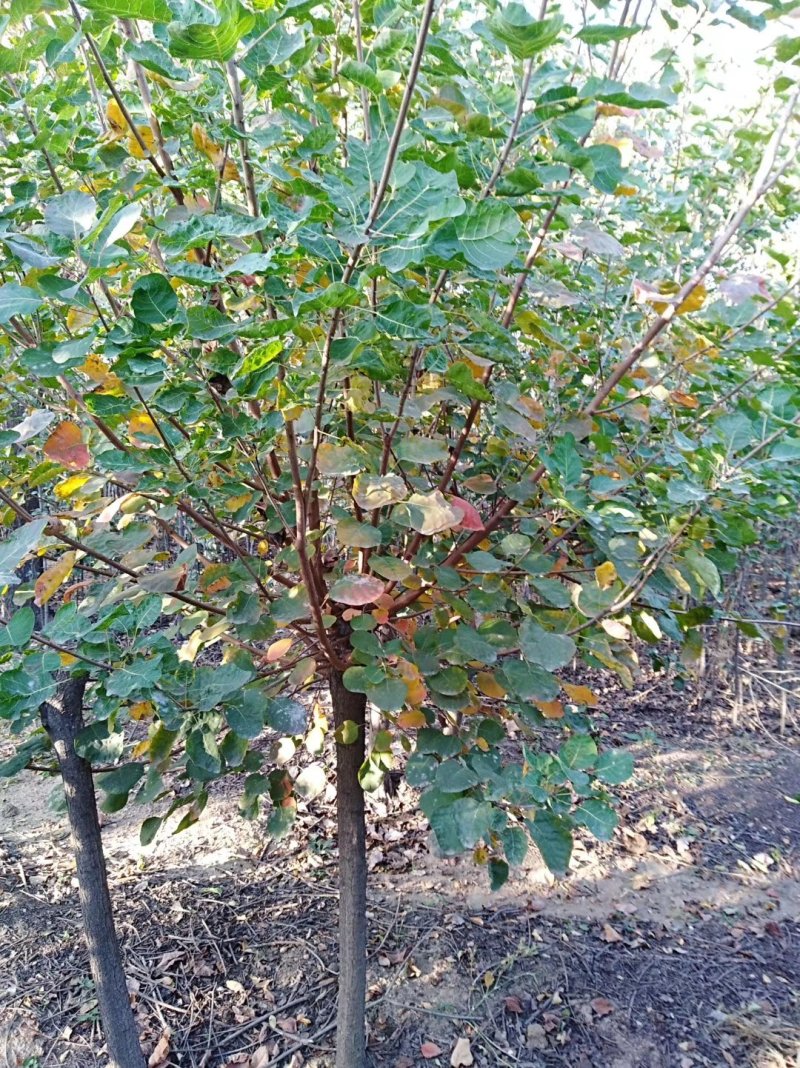 黄栌1-13公分黄栌树带土球开挖，大量现货供应可以实地考