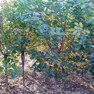 黄栌1-13公分黄栌树带土球开挖，大量现货供应可以实地考