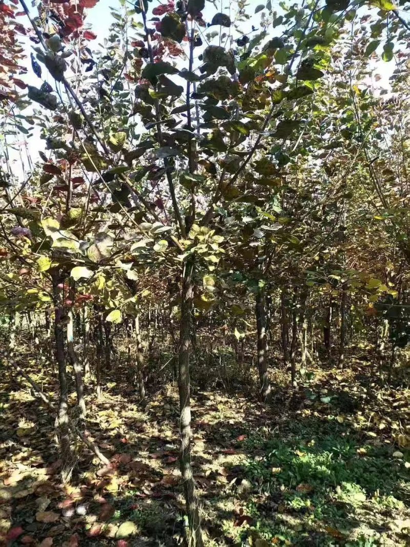 黄栌1-13公分黄栌树带土球开挖，大量现货供应可以实地考