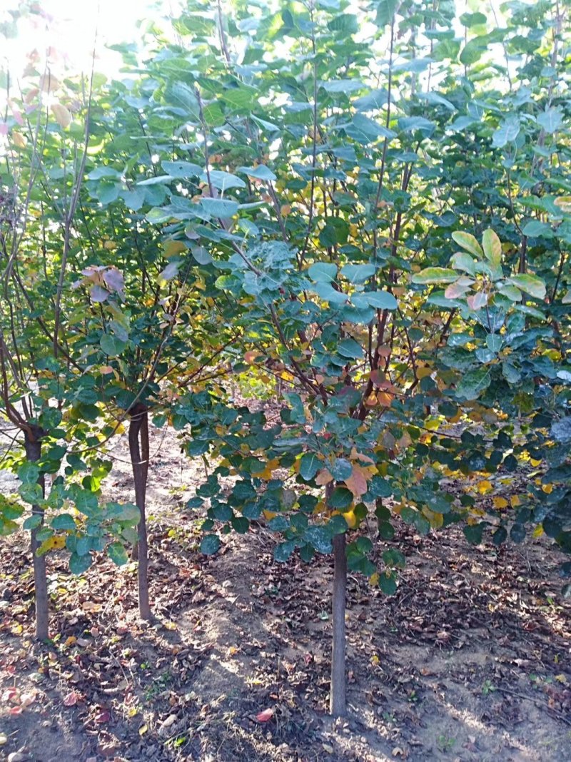 黄栌1-13公分黄栌树带土球开挖，大量现货供应可以实地考