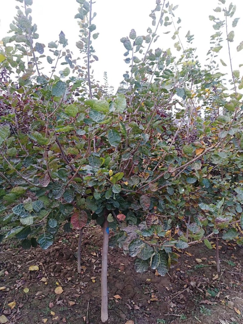 黄栌1-13公分黄栌树带土球开挖，大量现货供应可以实地考