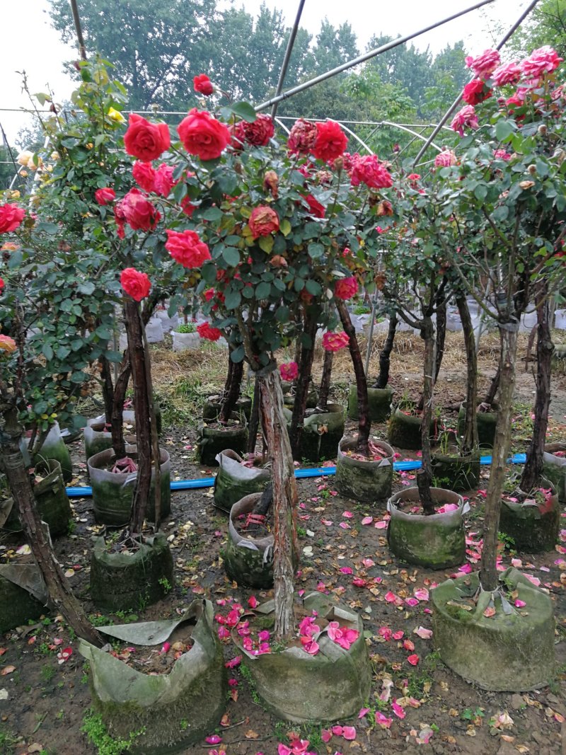 月季树，2，3公分树状月季，月季树批发，高杆月季批发基地