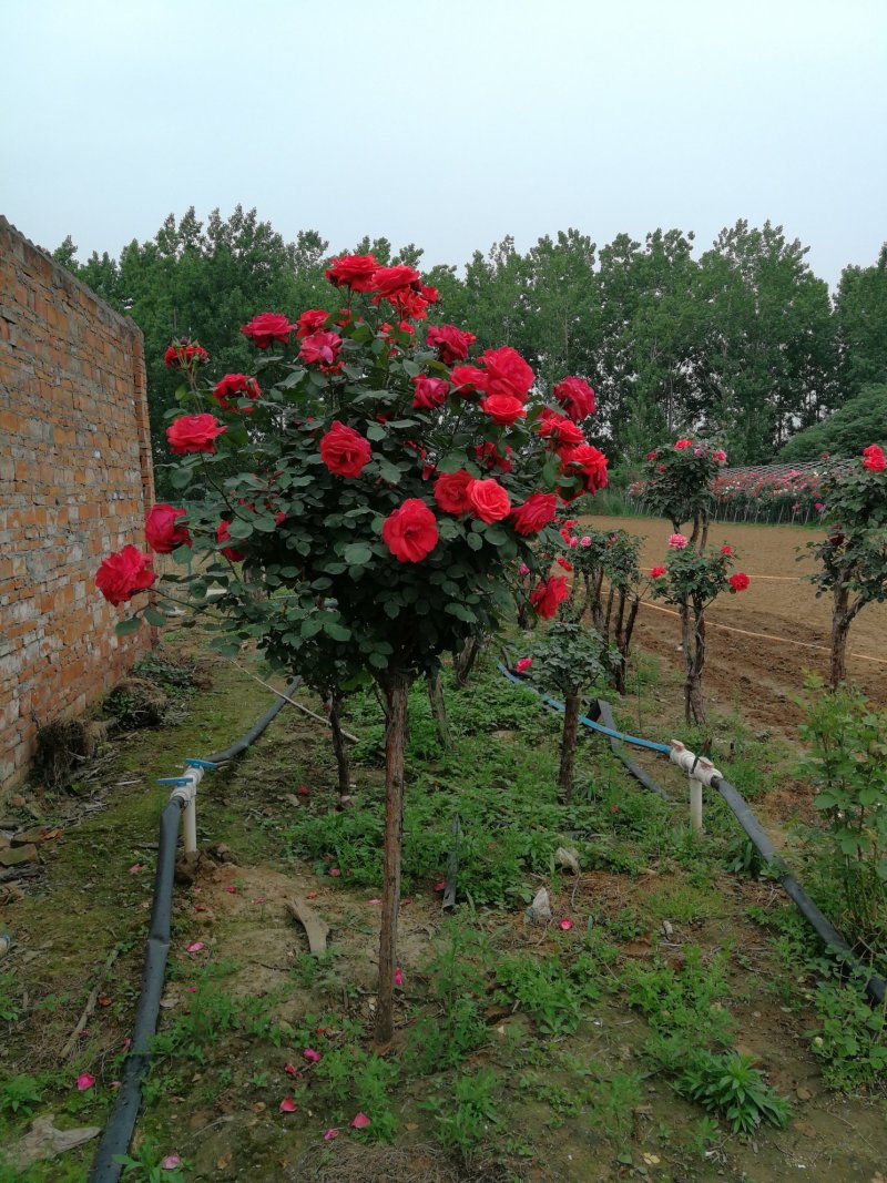 月季树，2，3公分树状月季，月季树批发，高杆月季批发基地