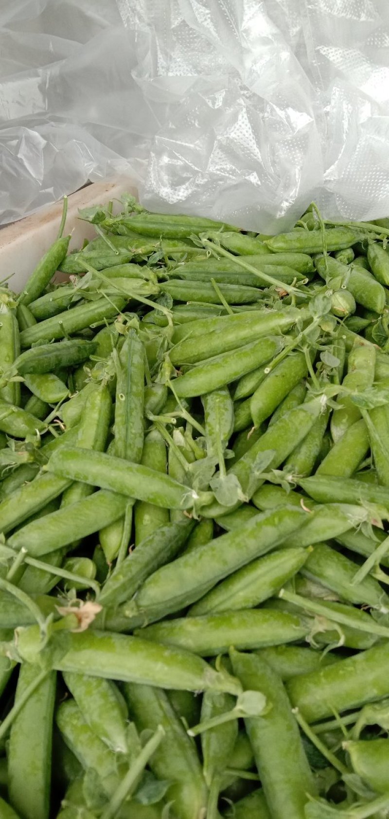 青豌豆