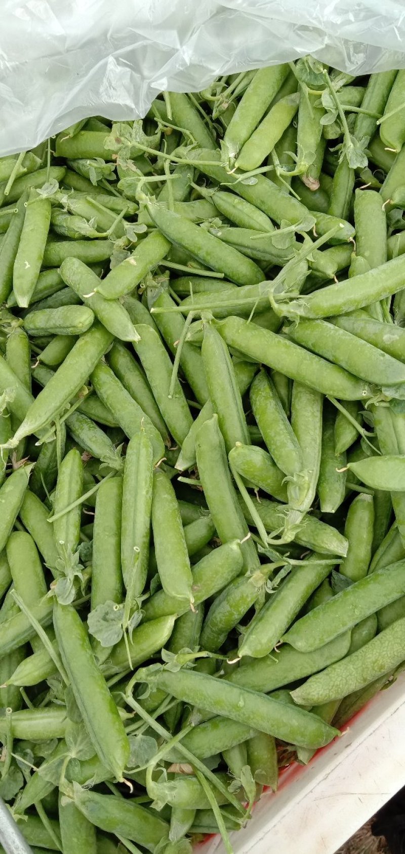 青豌豆
