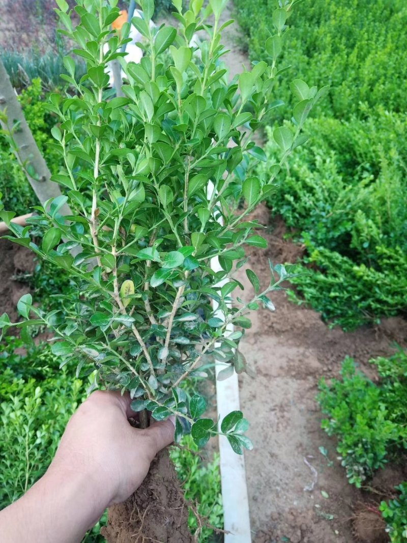 黄杨瓜子黄杨绿化苗木易包成活苗圃直销免费提供发票量大从优