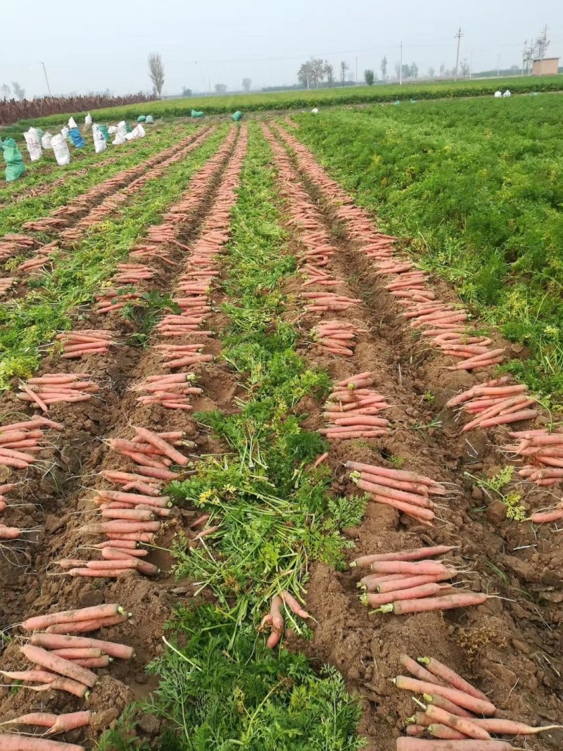 大荔沙苑秤杆红萝卜，条行好，颜色正