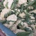 菜花实花，无散，无黑点，个头均匀净菜上市