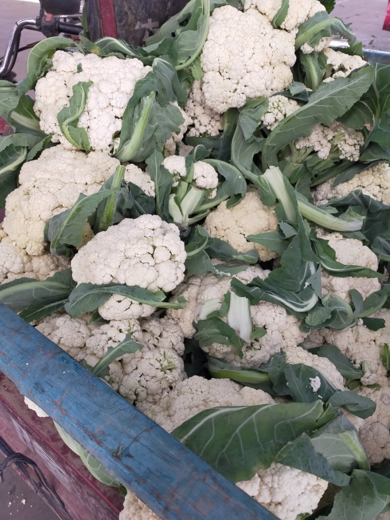 菜花实花，无散，无黑点，个头均匀净菜上市