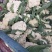 菜花实花，无散，无黑点，个头均匀净菜上市