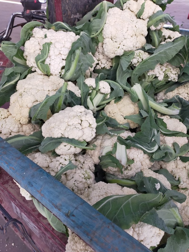 菜花实花，无散，无黑点，个头均匀净菜上市