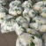 菜花实花，无散，无黑点，个头均匀净菜上市