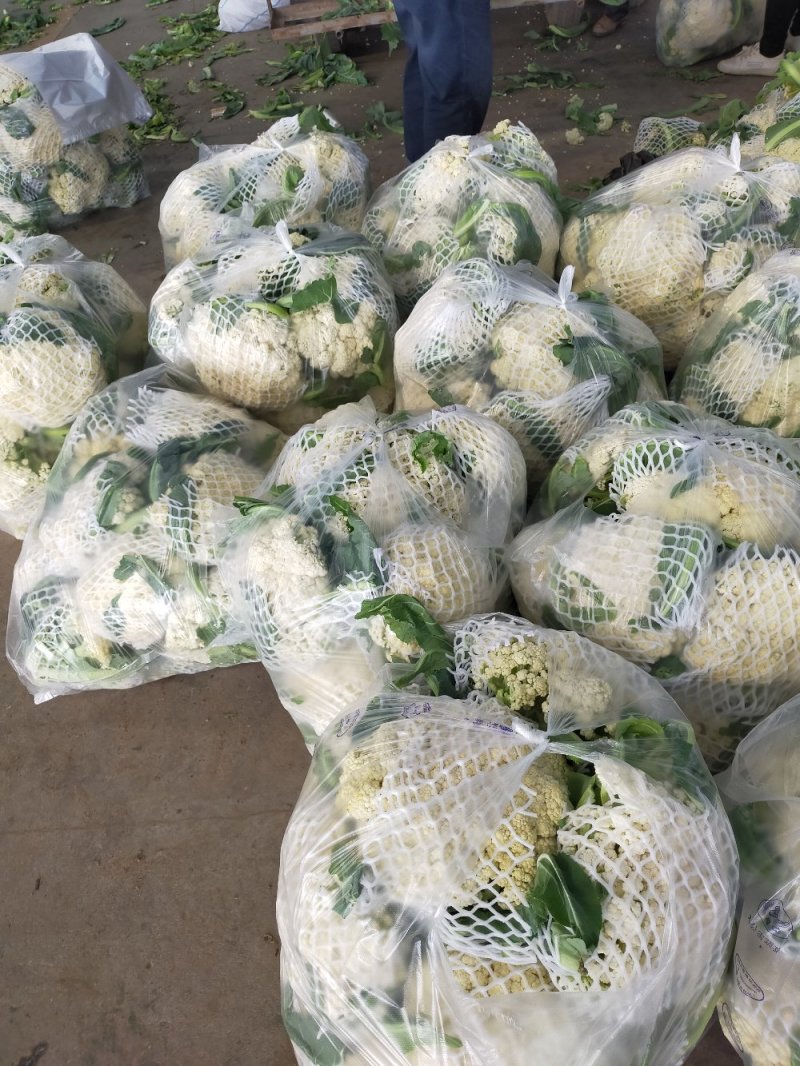 菜花实花，无散，无黑点，个头均匀净菜上市