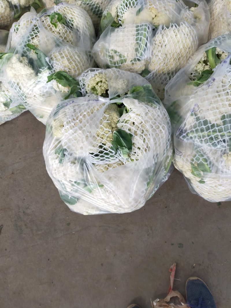 菜花实花，无散，无黑点，个头均匀净菜上市