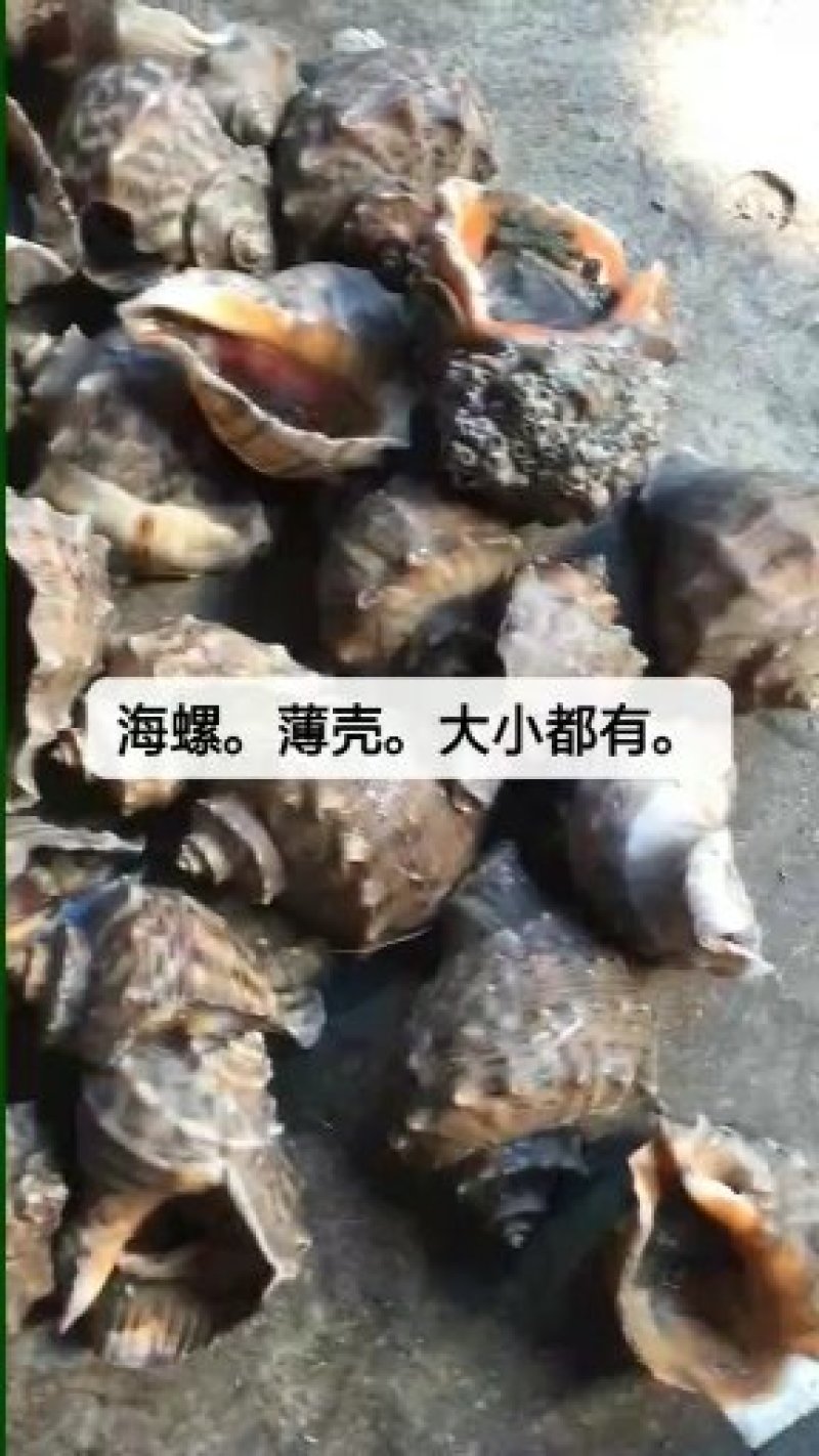 二倍体海蛎子生蚝。三倍体生蚝。海螺。