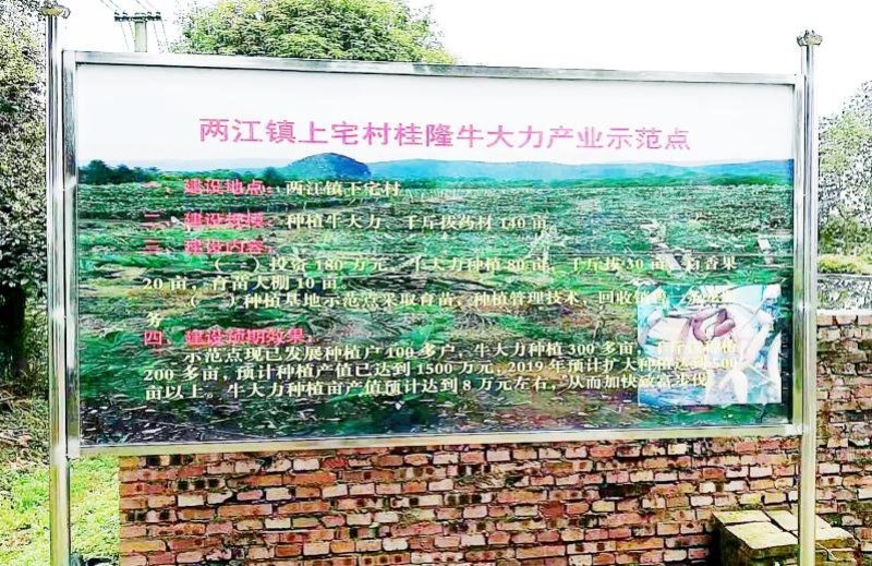小叶牛大力种苗牛大力苗提供技术包回收