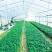 小叶牛大力种苗牛大力苗提供技术包回收