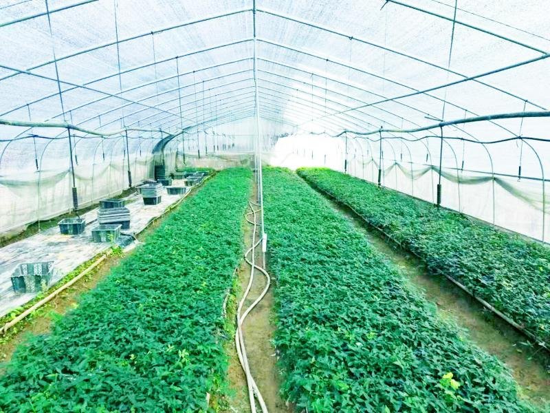 小叶牛大力种苗牛大力苗提供技术包回收