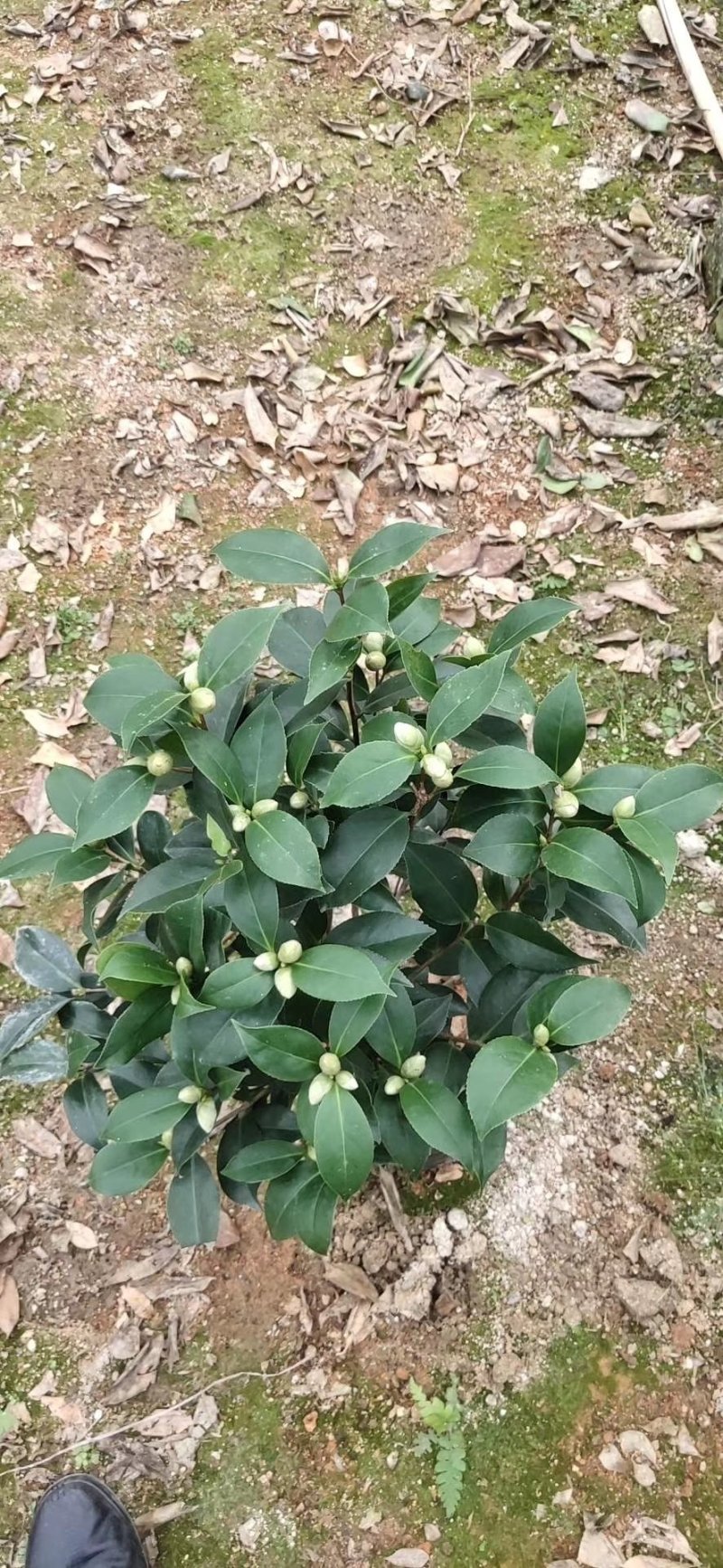 茶花赤丹基地货源一件起批全国物流