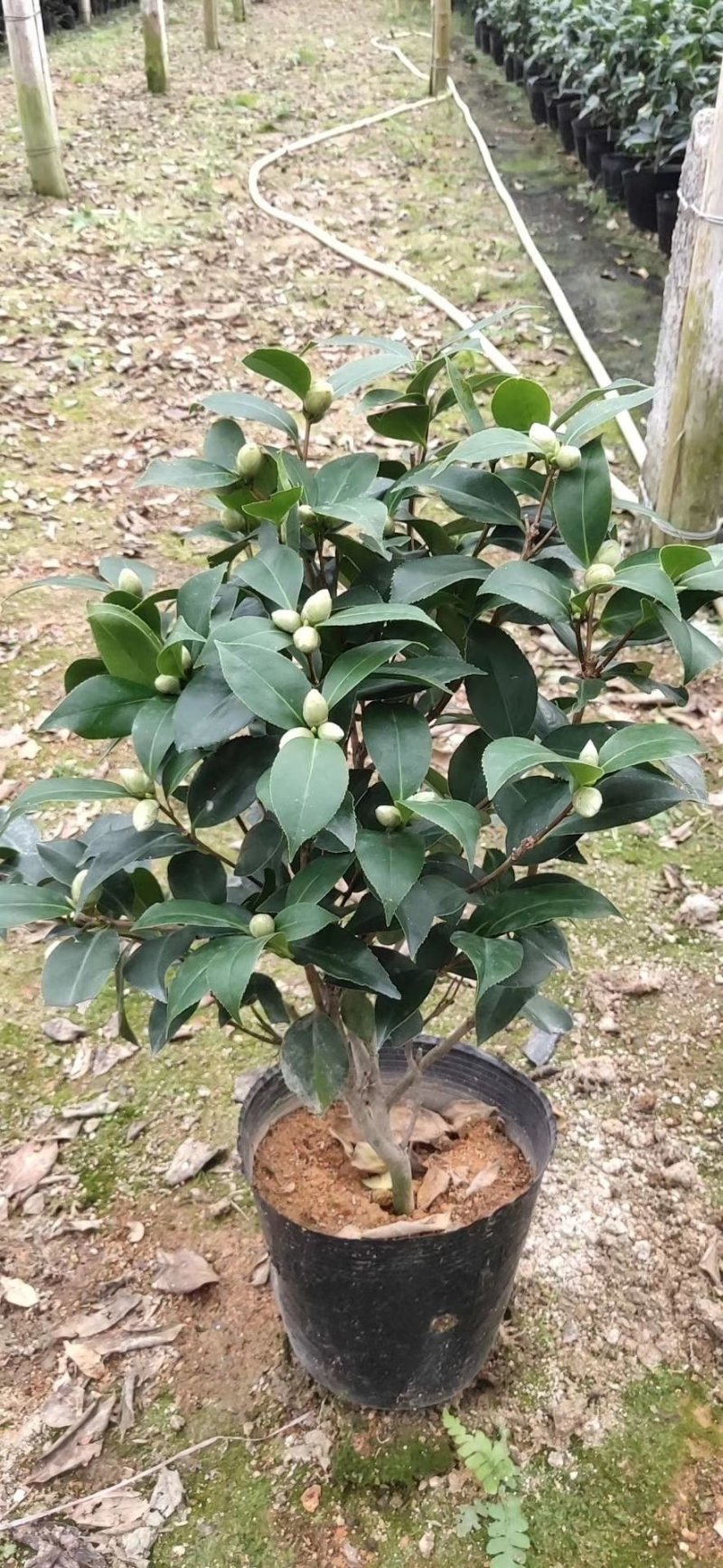 茶花赤丹基地货源一件起批全国物流