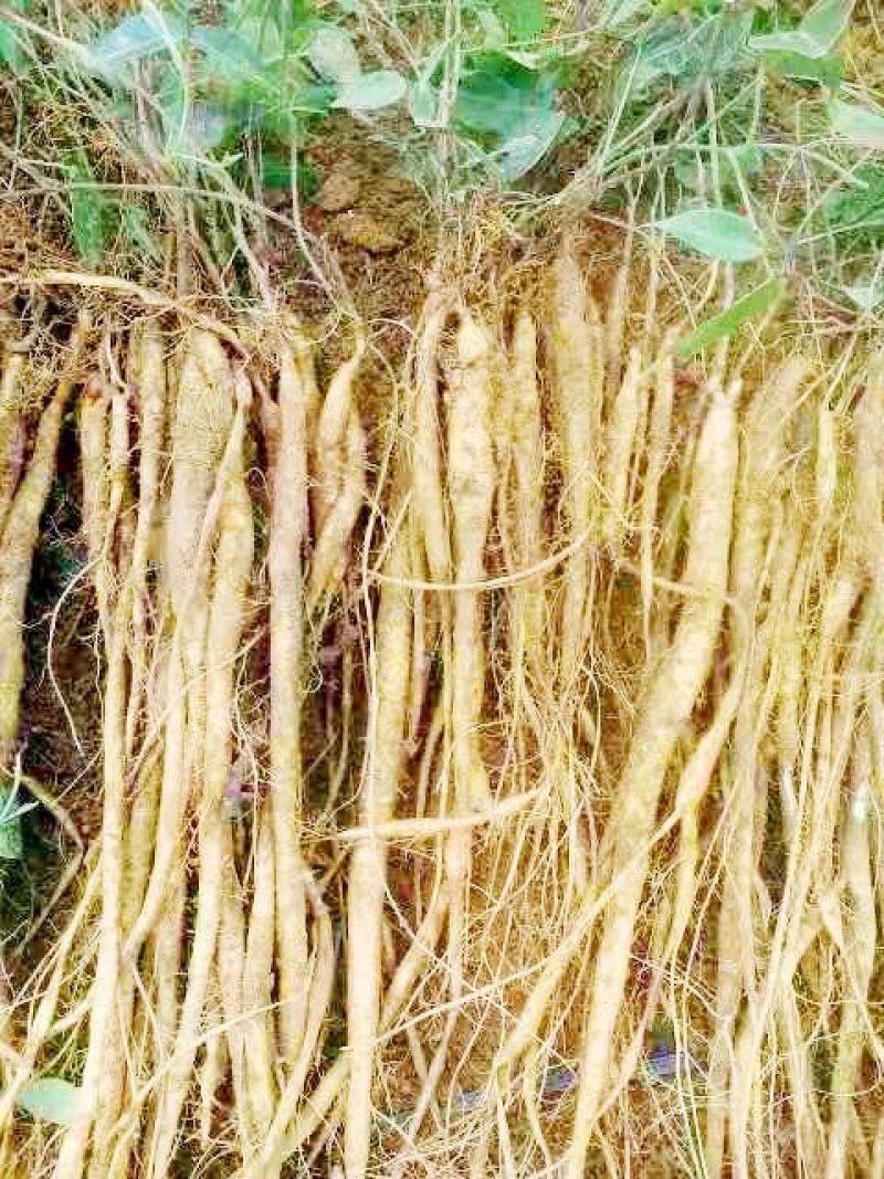 小叶牛大力种苗牛大力苗提供技术包回收