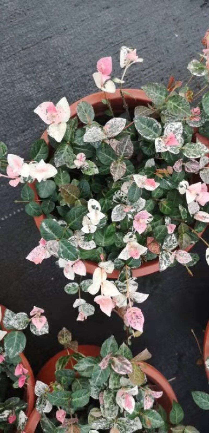 基地一手货源花叶络石黄金花叶络石