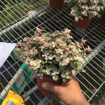 雅乐之舞锦