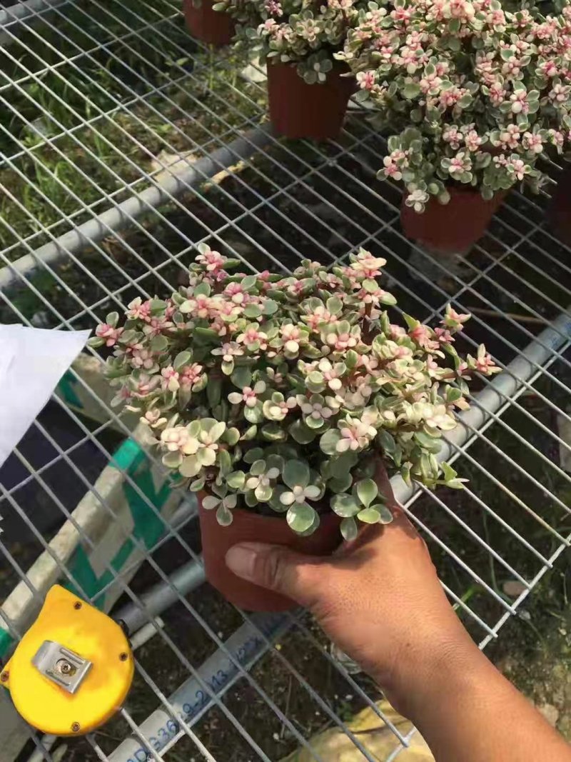雅乐之舞锦