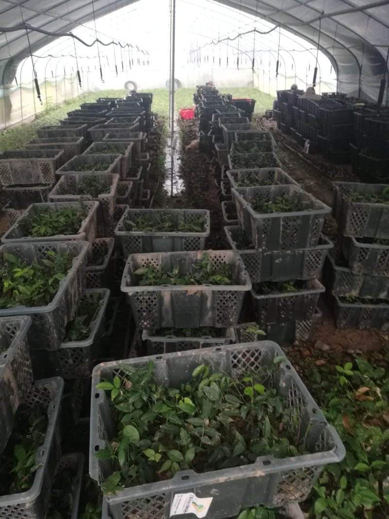 小叶牛大力种苗牛大力苗提供技术包回收