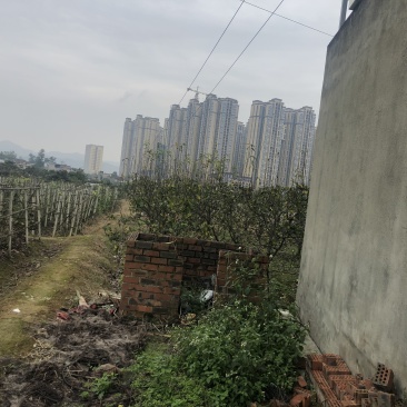 龙泉驿区洪河镇菜园出租