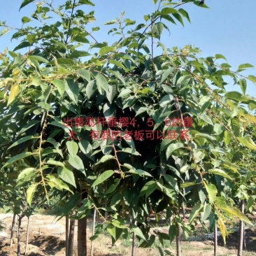 泰安精品大量高杆垂樱各种规格自家苗圃量大