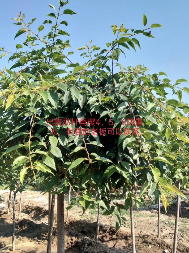 泰安精品大量高杆垂樱各种规格自家苗圃量大