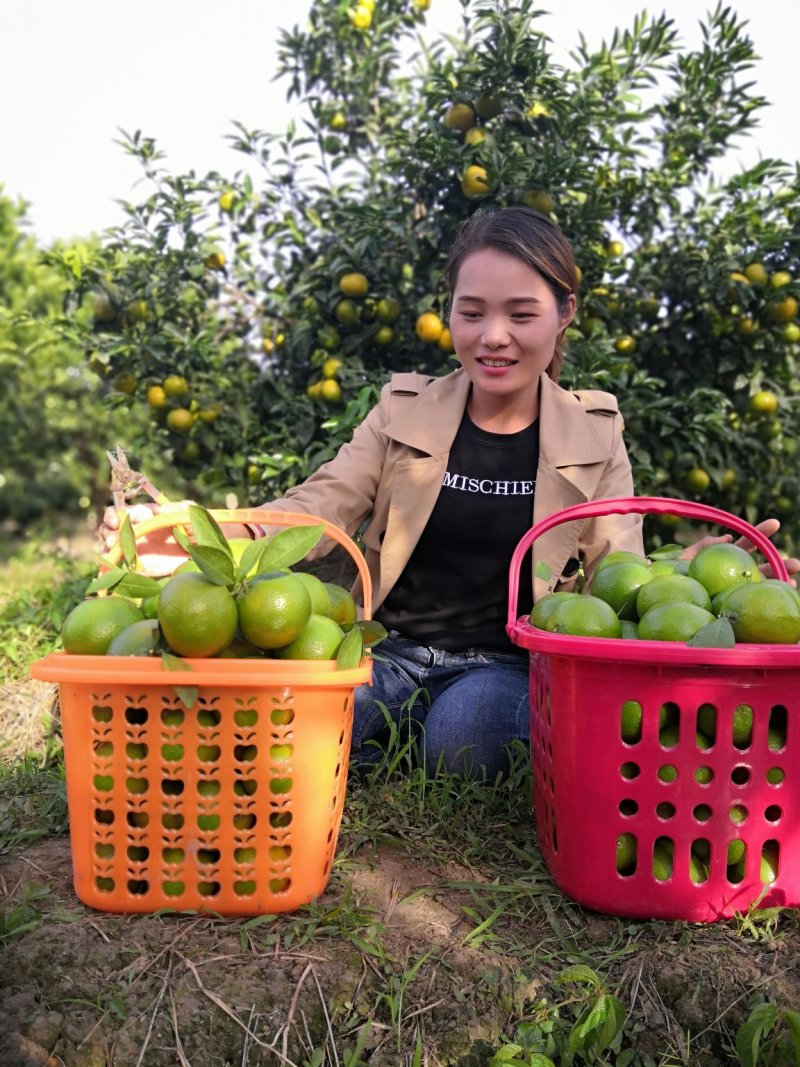 皇帝柑苗，王妃贡柑，正品包邮500棵起顺丰包邮