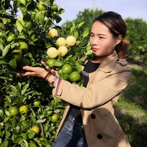 皇帝柑苗，王妃贡柑，正品包邮500棵起顺丰包邮