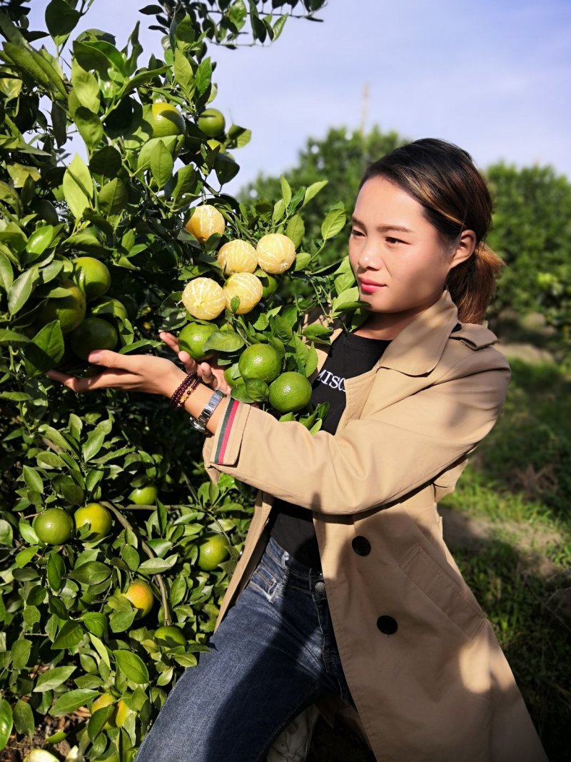皇帝柑苗，王妃贡柑，正品包邮500棵起顺丰包邮