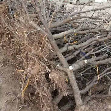 冬枣树苗龙须景观枣树占地冬枣树（6一15）厘米直径