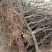 冬枣树苗龙须景观枣树占地冬枣树（6一15）厘米直径