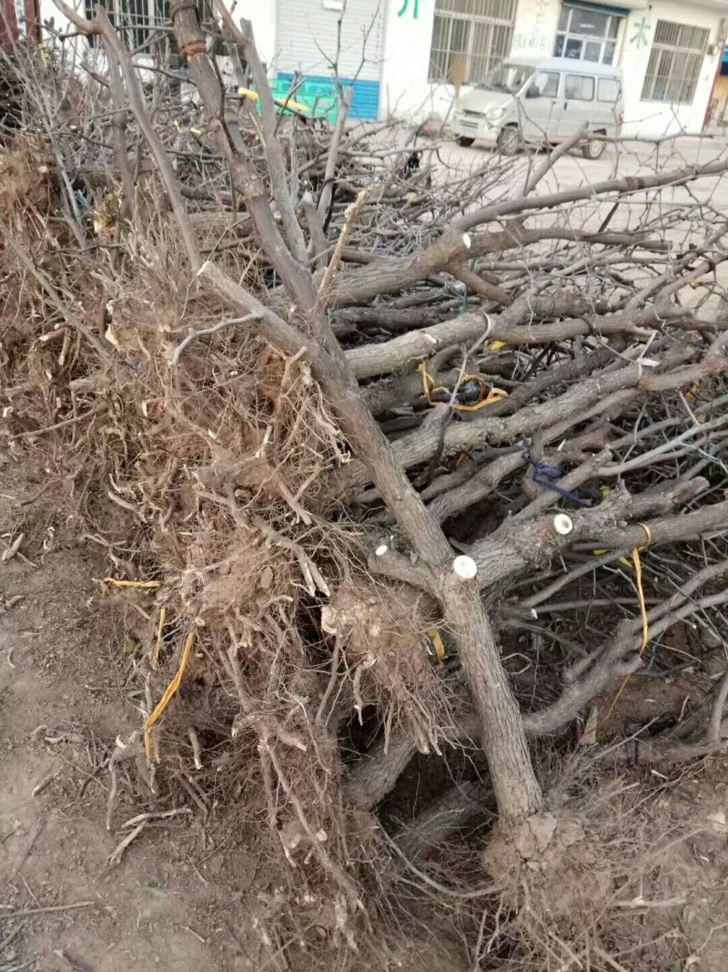 冬枣树苗龙须景观枣树占地冬枣树（6一15）厘米直径