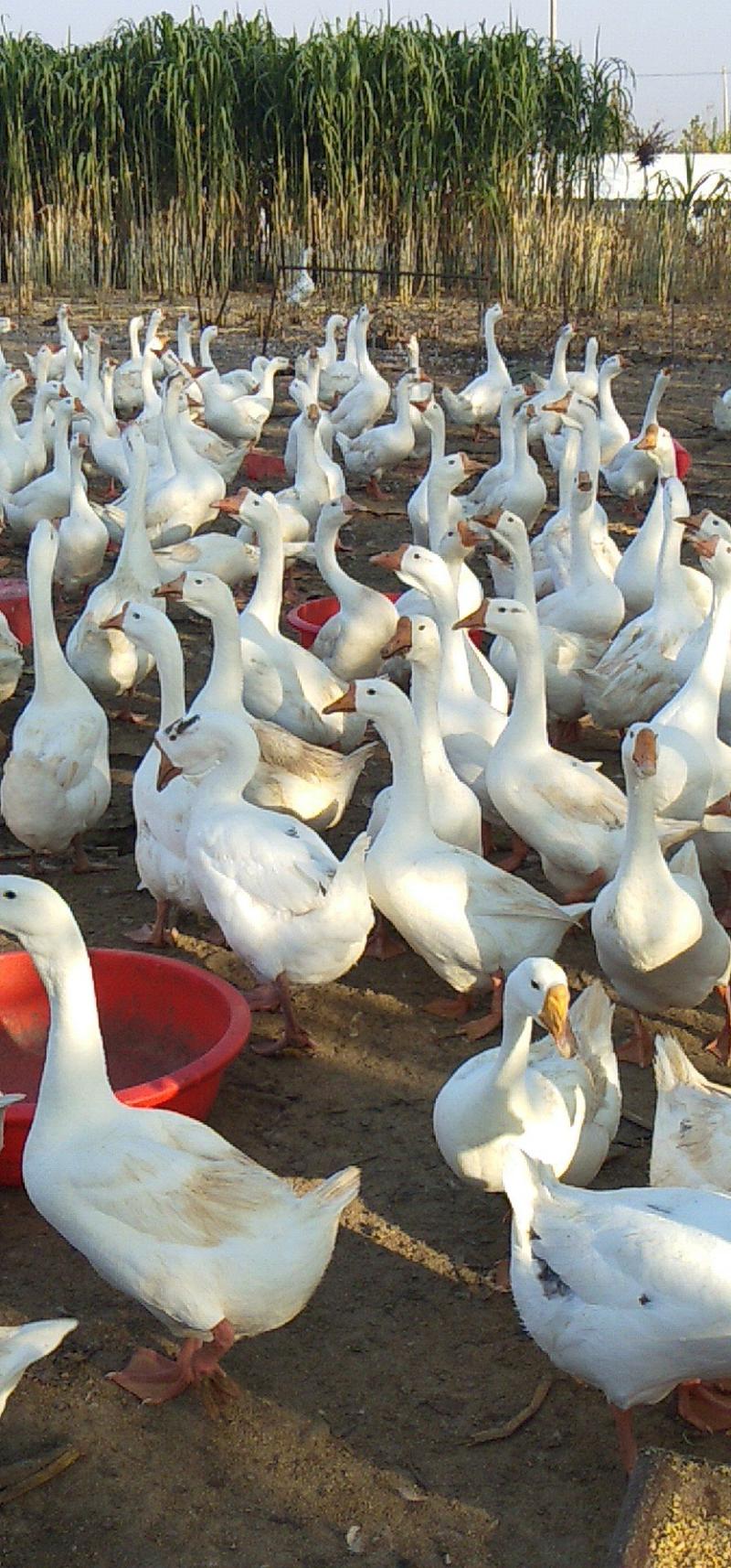 大种鹅白鹅苗品种纯正自家孵化，包疫苗包成活包技术