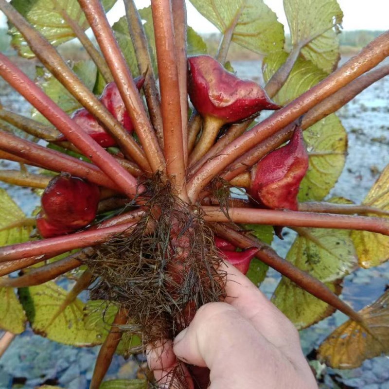 🔥菱角种子🔥【包邮】水生植物菱角苗净化池塘必备菱角苗