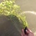 🔥菱角种子🔥【包邮】水生植物菱角苗净化池塘必备菱角苗