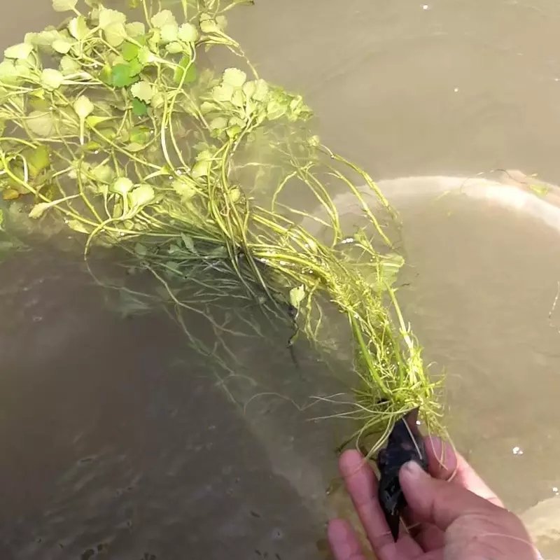 🔥菱角种子🔥【包邮】水生植物菱角苗净化池塘必备菱角苗