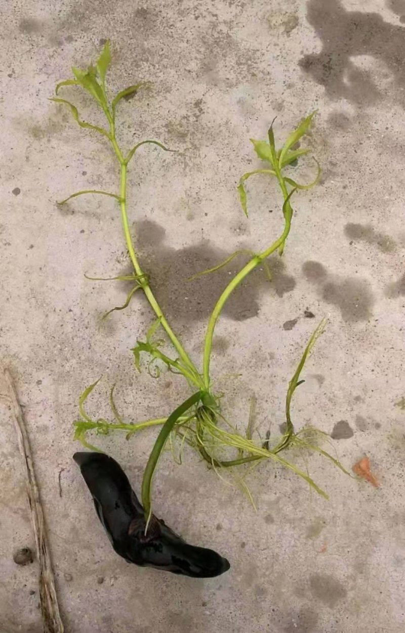 🔥菱角种子🔥【包邮】水生植物菱角苗净化池塘必备菱角苗
