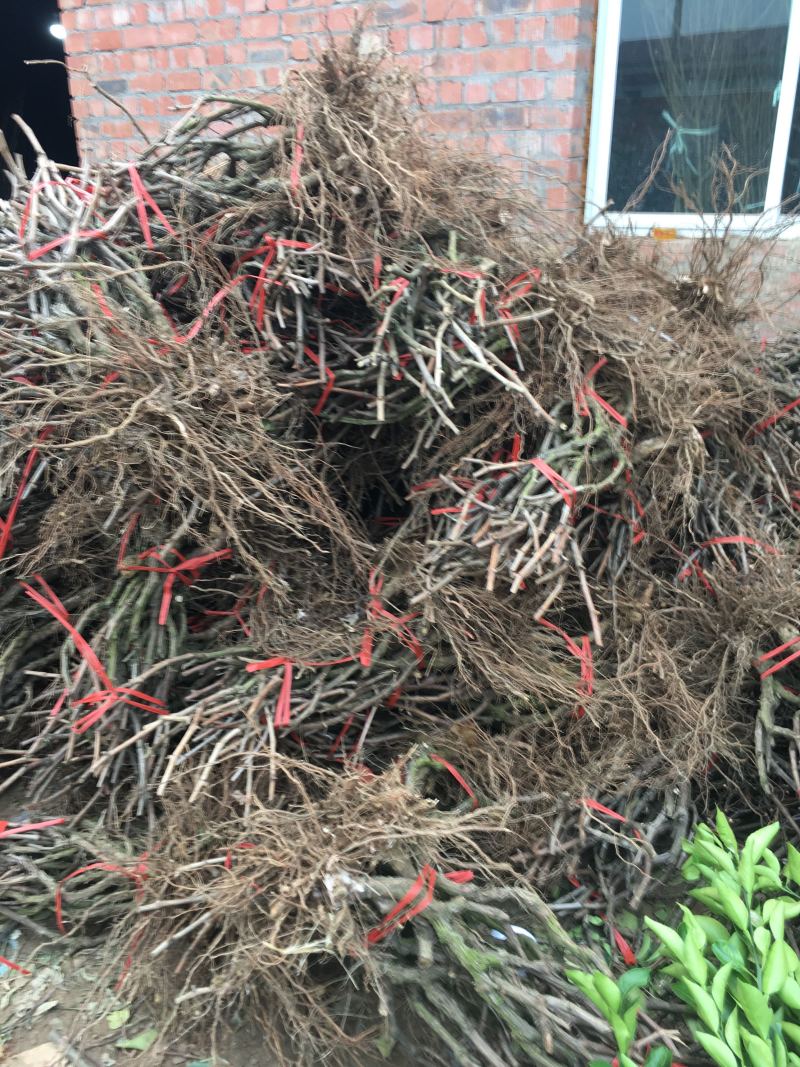 葡萄苗盆地栽蓝宝石巨峰夏黑爬藤果树苗南北方种植当年结果