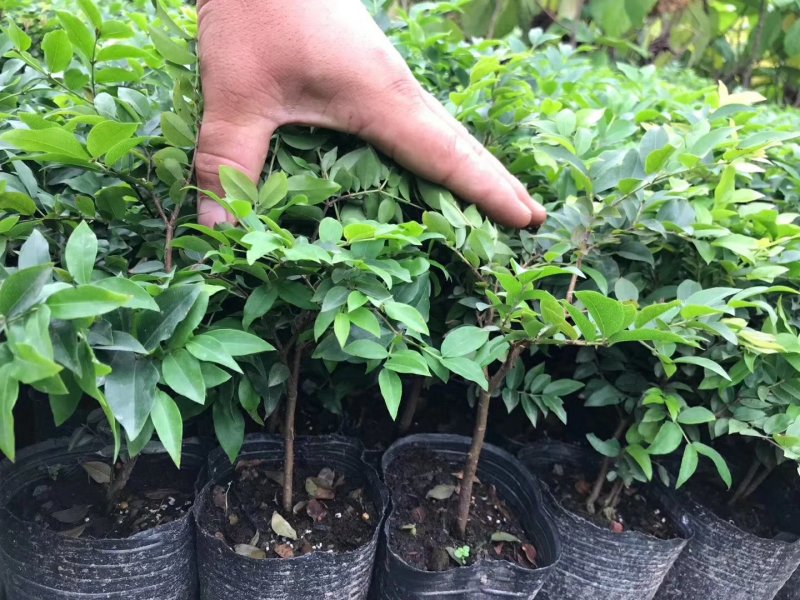 嘉宝果树苗